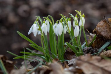 Beyaz kardelen çiçeği, yaklaş. Galanthus çiçekleri, baharın başlarında, yeşil arka planda güneş tarafından aydınlatılan bulanık bir çiçek. Amaryllidaceae familyasındaki Galanthus nivalis ampul, daimi bitkisi..