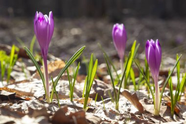 Mor renkli kır çiçekleri, Crocus tommasinianus, Barr 'ın moru, ilkbaharda açan, yan manzara, yeşil yeşillik arka plan.
