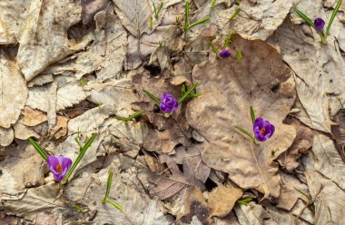 Ormanlık bir tarlaya yakın, krokus tommasinianus, çiçek açıyor..