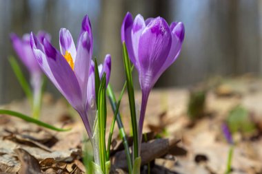 Mor renkli kır çiçekleri, Crocus tommasinianus, Barr 'ın moru, ilkbaharda açan, yan manzara, yeşil yeşillik arka plan.