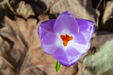 Ormanlık bir tarlaya yakın, krokus tommasinianus, çiçek açıyor..