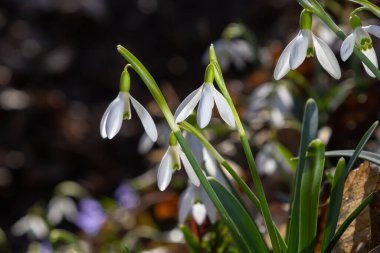 İlkbahar kar damlaları, Galanthus nivalis, seçici odak ve dağınık arkaplan.