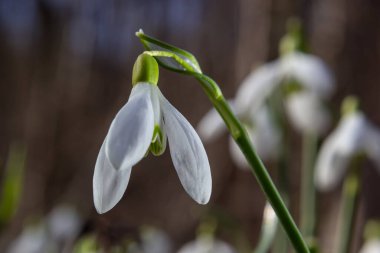 İlkbahar kar damlaları, Galanthus nivalis, seçici odak ve dağınık arkaplan.