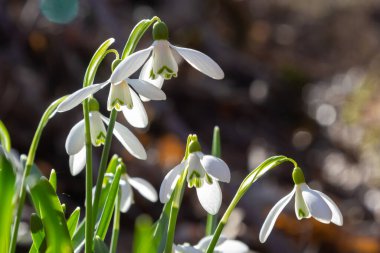 İlkbahar kar damlaları, Galanthus nivalis, seçici odak ve dağınık arkaplan.