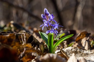 Kısa ömürlü bitki Scilla bifolia, bahar ormanlarında ormanın arka planında çiçek açar. Scilla bifolia doğal ortamında.