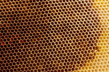 Balmumu bal peteğinin bir bölümünün arkaplan dokusu ve deseni tam çerçeve görünümlü altın bal dolu bir arı kovanına ait..