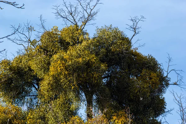 A sick withered tree attacked by mistletoe, viscum. They are woody, obligate hemiparasitic shrubs.