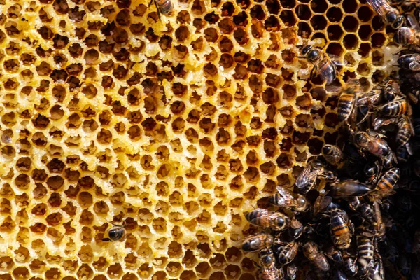 Abejas Trabajando Células Miel Primer Plano Macro Día Mundial Las —  Fotos de Stock