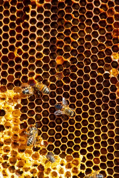 Bijen Werken Aan Honingcellen Sluit Macro Wereldbijendag Kopieer Pasta Ruimte — Stockfoto