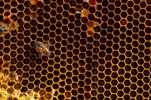 Arılar Bal Hücreleri Üzerinde Çalışıyor Makroyu Kapat Dünya Arı Günü — Stok fotoğraf