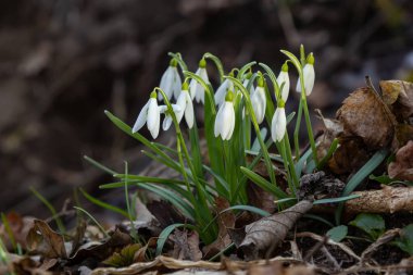 Beyaz kardelen çiçeği, yaklaş. Galanthus çiçekleri, baharın başlarında, yeşil arka planda güneş tarafından aydınlatılan bulanık bir çiçek. Amaryllidaceae familyasındaki Galanthus nivalis ampul, daimi bitkisi..