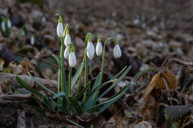 İlkbahar kar damlaları, Galanthus nivalis, seçici odak ve dağınık arkaplan.