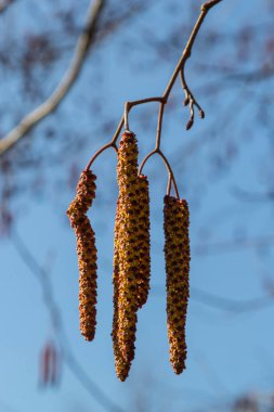 Avrupalı kızılağaç, Alnus glutinosa, olgun dişi catkins dalları, çiçek açan erkek catkins ve tomurcukları yumuşak arka planda, seçici odak.