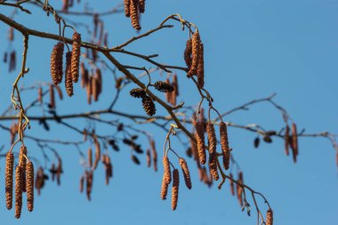 Avrupalı kızılağaç, Alnus glutinosa, olgun dişi catkins dalları, çiçek açan erkek catkins ve tomurcukları yumuşak arka planda, seçici odak.