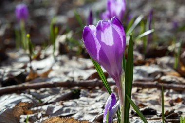 Ormanlık bir tarlaya yakın, krokus tommasinianus, çiçek açıyor..