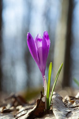 Ormanlık bir tarlaya yakın, krokus tommasinianus, çiçek açıyor..