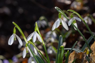 Beyaz kardelen çiçeği, yaklaş. Galanthus çiçekleri, baharın başlarında, yeşil arka planda güneş tarafından aydınlatılan bulanık bir çiçek. Amaryllidaceae familyasındaki Galanthus nivalis ampul, daimi bitkisi..