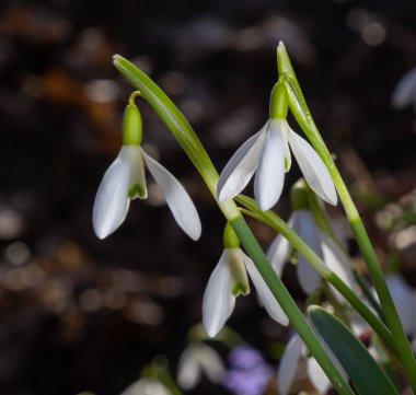 Beyaz kardelen çiçeği, yaklaş. Galanthus çiçekleri, baharın başlarında, yeşil arka planda güneş tarafından aydınlatılan bulanık bir çiçek. Amaryllidaceae familyasındaki Galanthus nivalis ampul, daimi bitkisi..