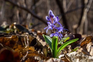 Kısa ömürlü bitki Scilla bifolia, bahar ormanlarında ormanın arka planında çiçek açar. Scilla bifolia doğal ortamında.