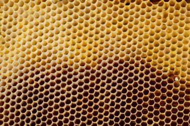 Balmumu bal peteğinin bir bölümünün arkaplan dokusu ve deseni tam çerçeve görünümlü altın bal dolu bir arı kovanına ait..