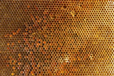 Balmumu bal peteğinin bir bölümünün arkaplan dokusu ve deseni tam çerçeve görünümlü altın bal dolu bir arı kovanına ait..