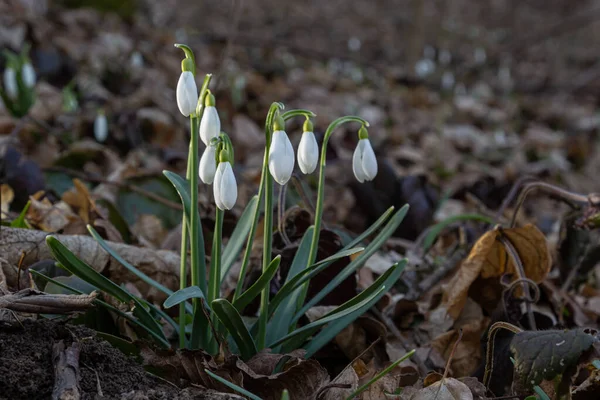 Quedas Neve Início Primavera Galanthus Nivalis Foco Seletivo Fundo Difuso — Fotografia de Stock