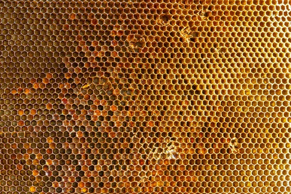 Háttér Textúra Minta Egy Része Viasz Méhsejt Egy Méhkas Tele — Stock Fotó