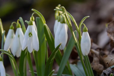 İlkbahar kar damlaları, Galanthus nivalis, seçici odak ve dağınık arkaplan.