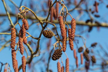 Avrupalı kızılağaç, Alnus glutinosa, olgun dişi catkins dalları, çiçek açan erkek catkins ve tomurcukları yumuşak arka planda, seçici odak.