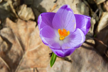 Mor renkli kır çiçekleri, Crocus tommasinianus, Barr 'ın moru, ilkbaharda açan, yan manzara, yeşil yeşillik arka plan.