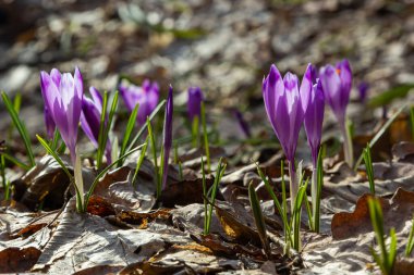Mor renkli kır çiçekleri, Crocus tommasinianus, Barr 'ın moru, ilkbaharda açan, yan manzara, yeşil yeşillik arka plan.