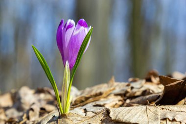 Mor renkli kır çiçekleri, Crocus tommasinianus, Barr 'ın moru, ilkbaharda açan, yan manzara, yeşil yeşillik arka plan.