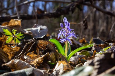 Kısa ömürlü bitki Scilla bifolia, bahar ormanlarında ormanın arka planında çiçek açar. Scilla bifolia doğal ortamında.