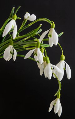 Siyah arka planda bahar kardamlaları. Güzel ilkbahar çiçeği, kapat.