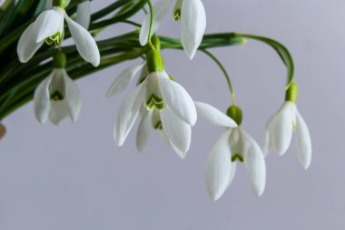 Açık gri arkaplanda hasır sepetteki güzel kar damlaları, yakın plan.