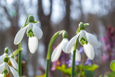 Bahçedeki kardelenler, güneş ışığı. İlkbaharda ilk güzel kar damlası. Yaygın bir kar tanesi çiçek açıyor. Bahar ormanlarında Galanthus Nivalis çiçek açar. Kardamlaları kapatın.