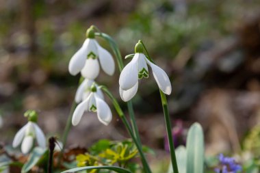 Bahçedeki kardelenler, güneş ışığı. İlkbaharda ilk güzel kar damlası. Yaygın bir kar tanesi çiçek açıyor. Bahar ormanlarında Galanthus Nivalis çiçek açar. Kardamlaları kapatın.