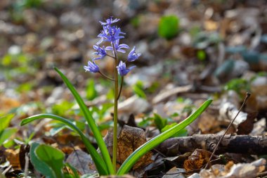 İlkbahar ormanlarında, güneş diskinin arka planında, ephemeroid bitkisi Scilla bifolia çiçek açar. Scilla bifolia doğal yaşam alanında..