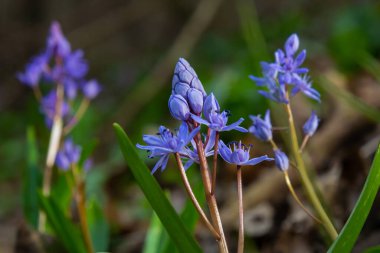 İlkbahar ormanlarında, güneş diskinin arka planında, ephemeroid bitkisi Scilla bifolia çiçek açar. Scilla bifolia doğal yaşam alanında..