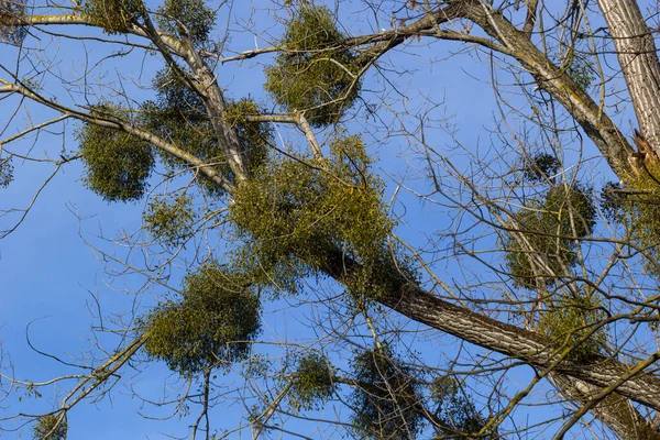 A sick withered tree attacked by mistletoe, viscum. They are woody, obligate hemiparasitic shrubs.