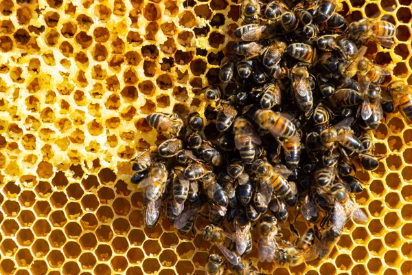 Abejas Trabajando Células Miel Primer Plano Macro Día Mundial Las —  Fotos de Stock