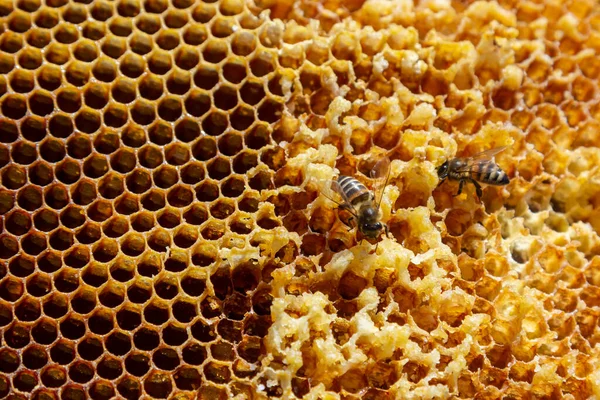 蜜蜂研究蜂蜜细胞 关闭宏 世界蜜蜂日 复制粘贴 案文的篇幅 — 图库照片