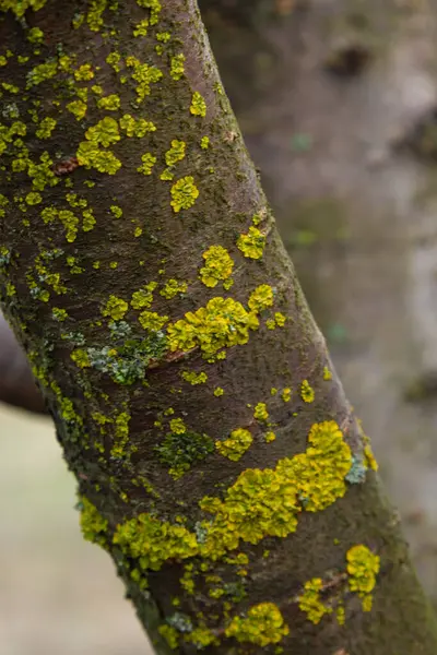 오렌지 Orange Lichen 노란색 Yellow Scale Sea Sunburst Lichen Shore — 스톡 사진