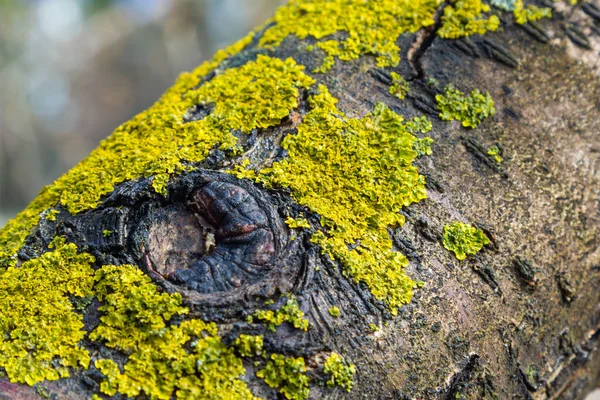 오렌지 Orange Lichen 노란색 Yellow Scale Sea Sunburst Lichen Shore — 스톡 사진