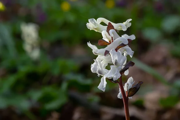 Raiz Oca Corydalis Cava Florescendo Chão Floresta Parque Durante Primavera — Fotografia de Stock