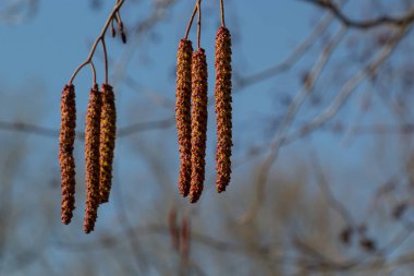 Avrupa alfabesi, Alnus glutinosa, ağaç, baharın başlarında koni ve catkins yakın plan.