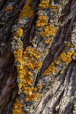 Turuncu liken (İngilizce: 