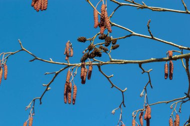 Avrupalı kızılağaç, Alnus glutinosa, olgun dişi catkins dalları, çiçek açan erkek catkins ve tomurcukları yumuşak arka planda, seçici odak.