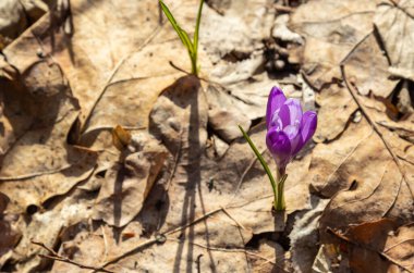 Ormanlık bir tarlaya yakın, krokus tommasinianus, çiçek açıyor..