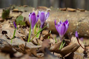 Mor renkli kır çiçekleri, Crocus tommasinianus, Barr 'ın moru, ilkbaharda açan, yan manzara, yeşil yeşillik arka plan.